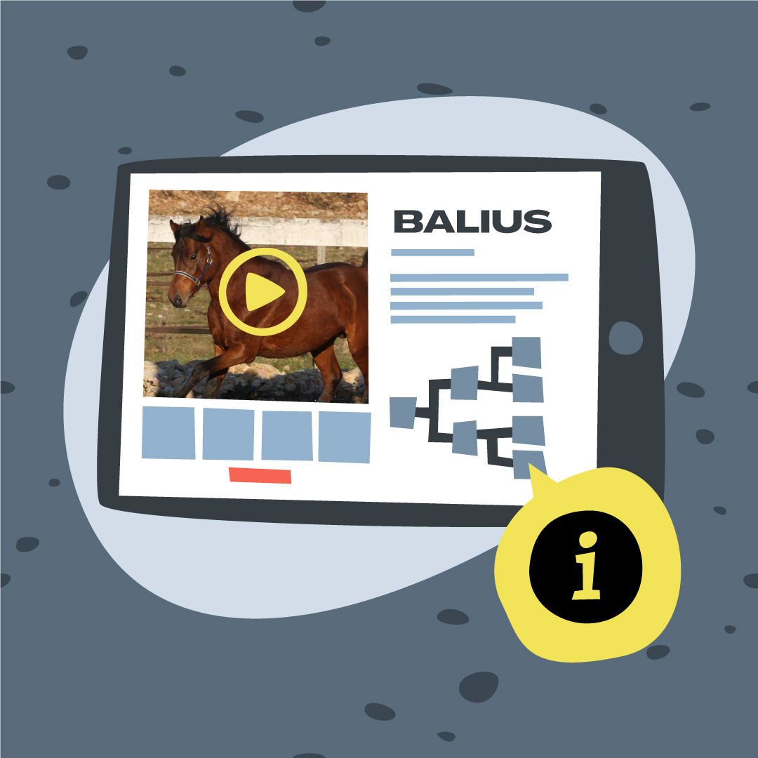 Illustration pour le catalogue de chevaux Sleipny.com